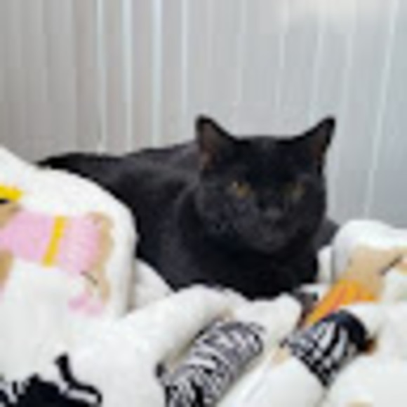 Meet your Posher, Sabrina - Picture 1 of 1